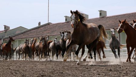 TİGEM, 68 baş safkan Arap koşu tayı satacak