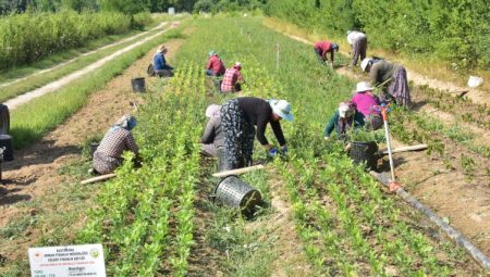 Kastamonu’da 400 bin adet yabani meyve üretimi yapıldı